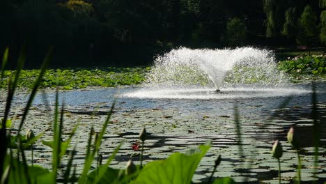 Fuente-Del-Lago-En-Cámara-Lenta,-Goteo-De-Agua-En-La-Superficie-Cubierta-Con-Hojas-De-Loto