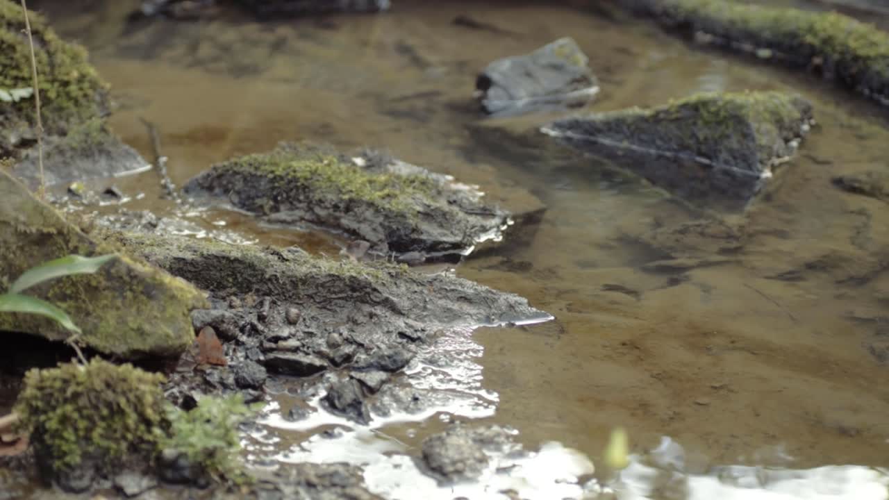 Primo piano di un ruscello di acqua limpida naturale con rocce e muschio, ripresa panoramica