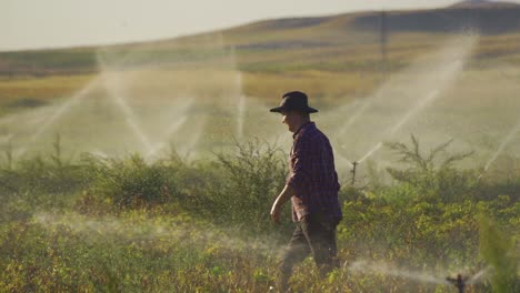 Campo-De-Patatas-Regado-Por-Un-Sistema-De-Agua-Por-Aspersión.