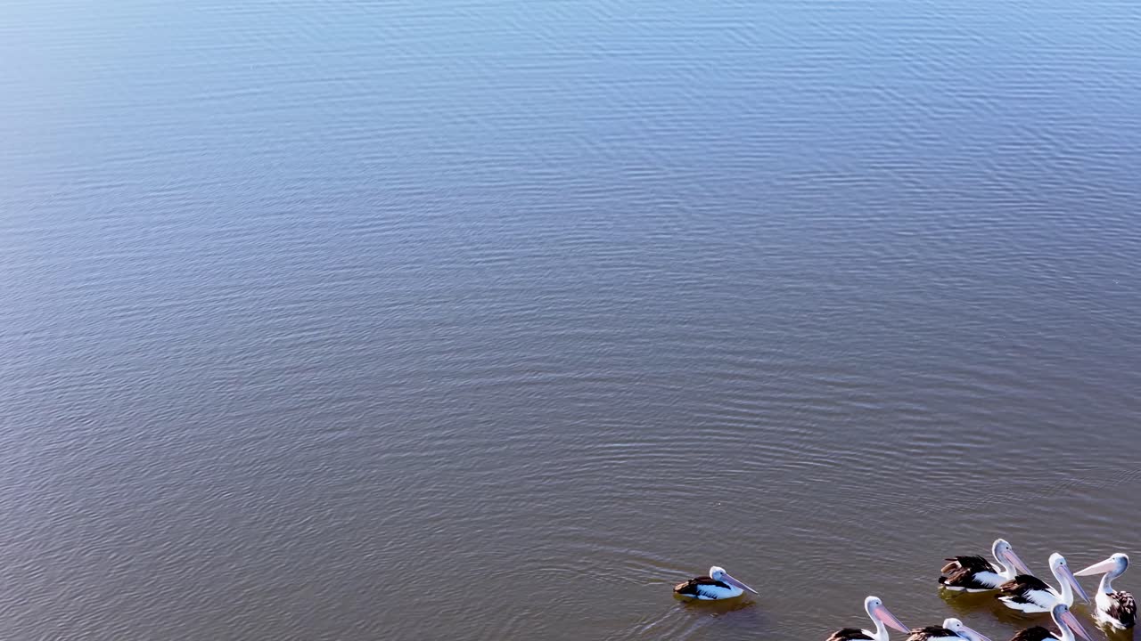 A group of pelicans floats together on still water