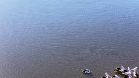 a group of pelicans floats together on still water