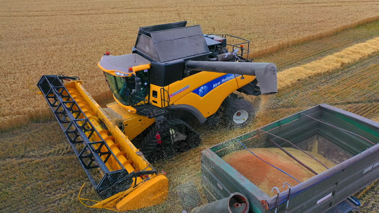 Combine harvester in action on wheat field. Harvesting is the process of gathering a ripe crop from the fields.