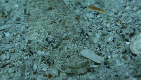 adult crocodilefish perfectly hidden under sand waiting to ambush prey