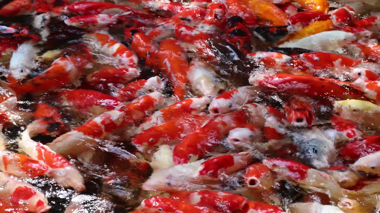 다채로운 코이 물고기 무리가 연못에서 먹이를 찾습니다.