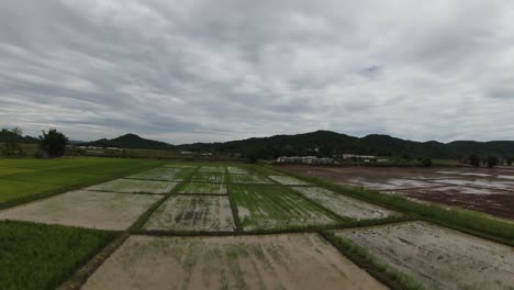 fast fpv flying over green rice paddies in rural chaing rai thailand