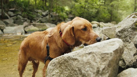 golden retriever puppy sniffing a rock next to a small river