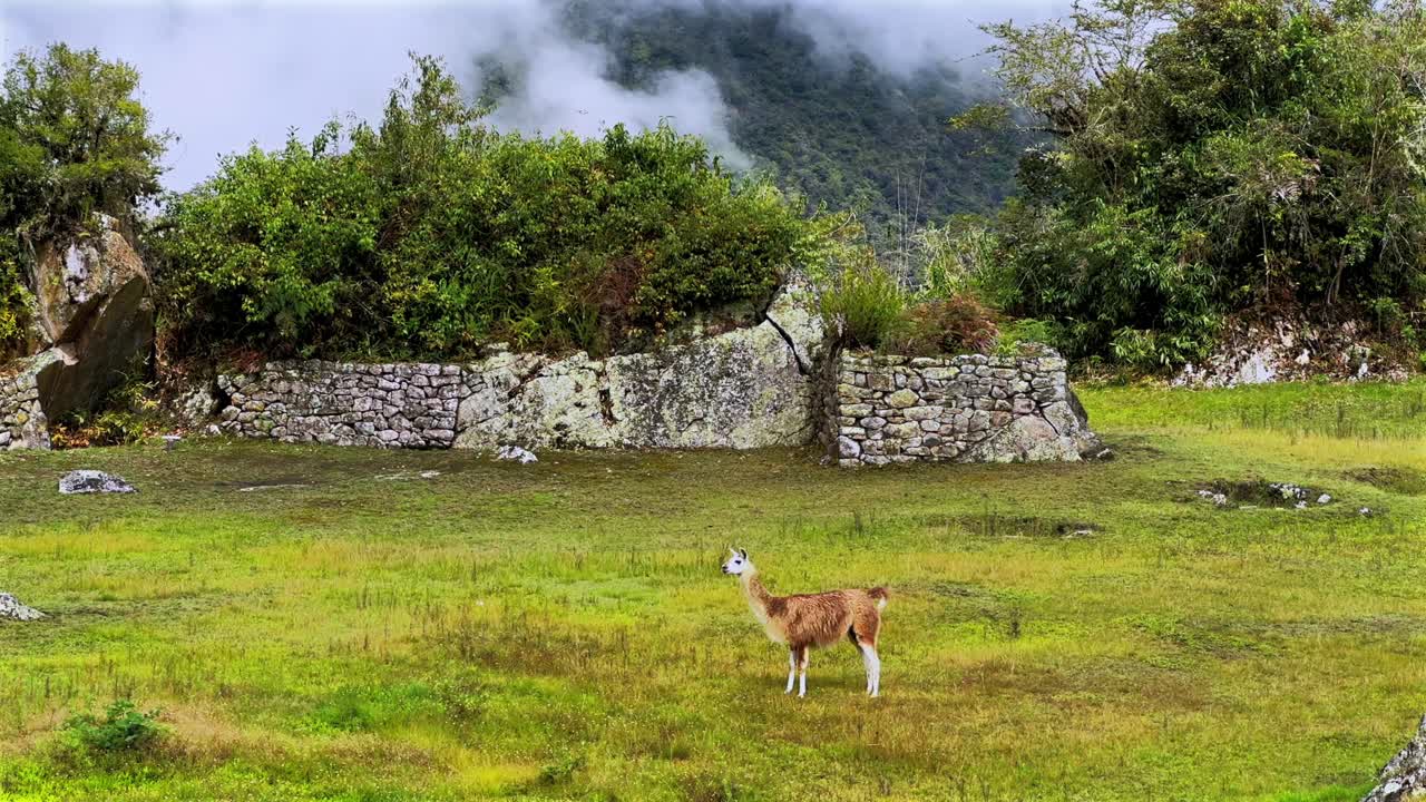 Altipiani di Machu Picchu Lama Alpaca che si nutrono circuito turistico paesaggio soleggiato nebbia mattina nuvolosa Perù Perú stagione delle piogge Ande peruviane terrazze strati Tempio Inca Santuario giungla verdeggiante da vicino