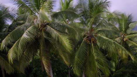 crane shot of fresh green fruitful coconut tree in wide beautiful landscape, trevallyn