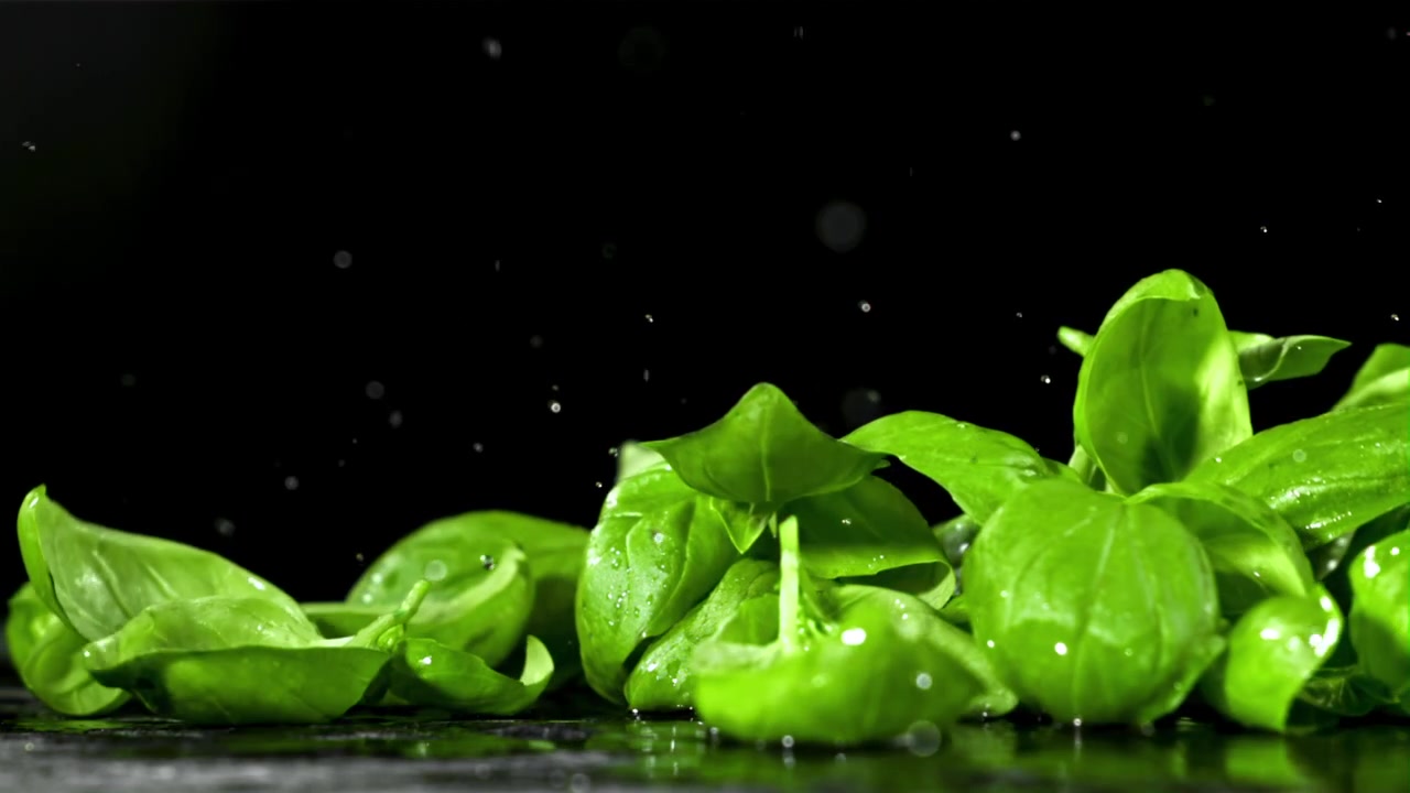 Movimento lento di foglie di basilico fresco che cadono con goccioline d'acqua
