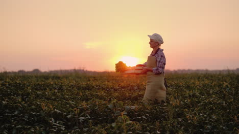 woman farmer carries a box with vegetables on the field at sunset 4k video