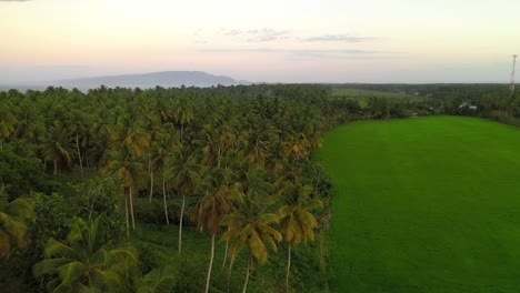 Vuelo-Con-Drone-Sobre-Bosque-De-Palmeras