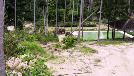 Asian-elephants-grazing-by-swimming-pool-in-jungle-elephant-sanctuary