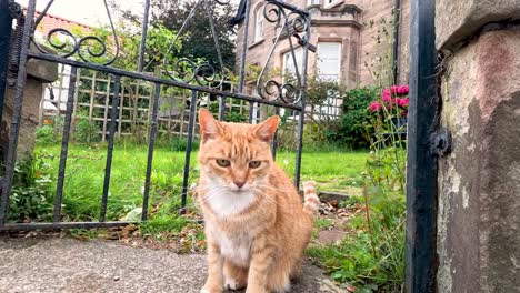 ginger cat exploring garden near stone wall