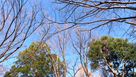 time-lapse of trees transitioning from autumn to winter