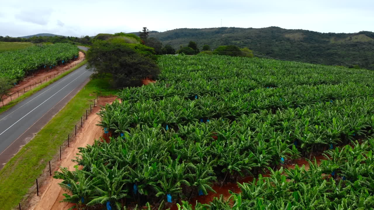 Aerial View of Banana Plantation and Road