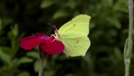 Zitronenschmetterling,-Der-Sich-Von-Einer-Leuchtend-Roten-Rosenblüte-Ernährt,-Sich-Abmüht,-Weiterzumachen-Und-Mit-Dunklem,-Natürlichem-Laub-Im-Hintergrund-Davonfliegt