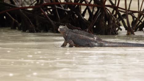 Ein-Wilder-Meeresleguan-Steht-Im-Meer-An-Einem-Strand-Auf-Der-Insel-Santa-Cruz-Auf-Den-Galápagos-Inseln