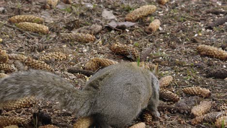 Una-Linda-Ardilla-Gris-Encuentra-Comida-Para-Comer-En-El-Suelo-Del-Bosque-Entre-Piñas