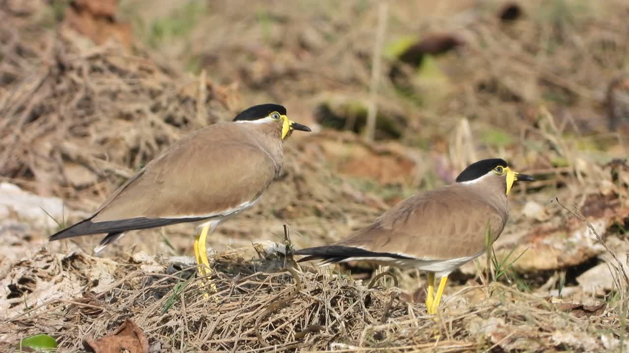 avefría de barbas amarillas en el área del estanque