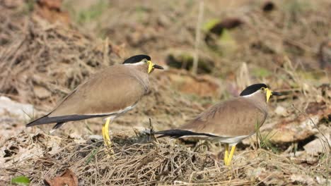 yellow-wattled lapwing in pond area