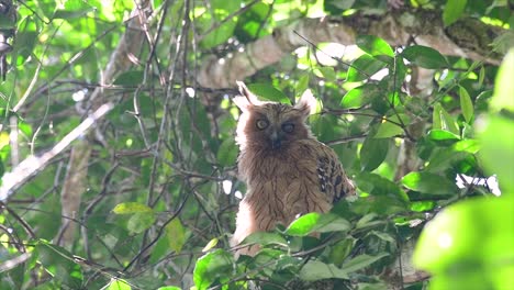 Die-Buffy-Fish-Owl-Ist-Eine-Große-Eule-Und-Doch-Die-Kleinste-Unter-Den-Vier-Fischeulen