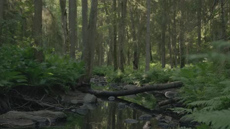 lush green forest: a fallen tree acting as a bridge over a stream in a lush green forest surrounded by vibrant ferns blanketing the forest floor