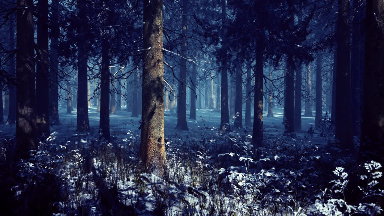 Enchanted winter forest with snow covered ground and tall trees at dusk