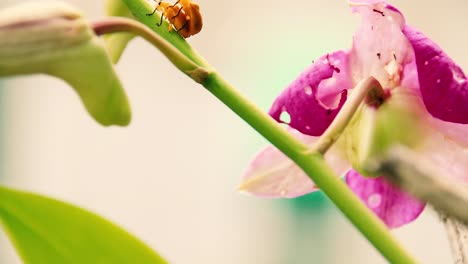 Primer-Plano-De-Dos-Escarabajos-Amarillo-naranja-O-Metrioidea-Atriceps-Apareamiento