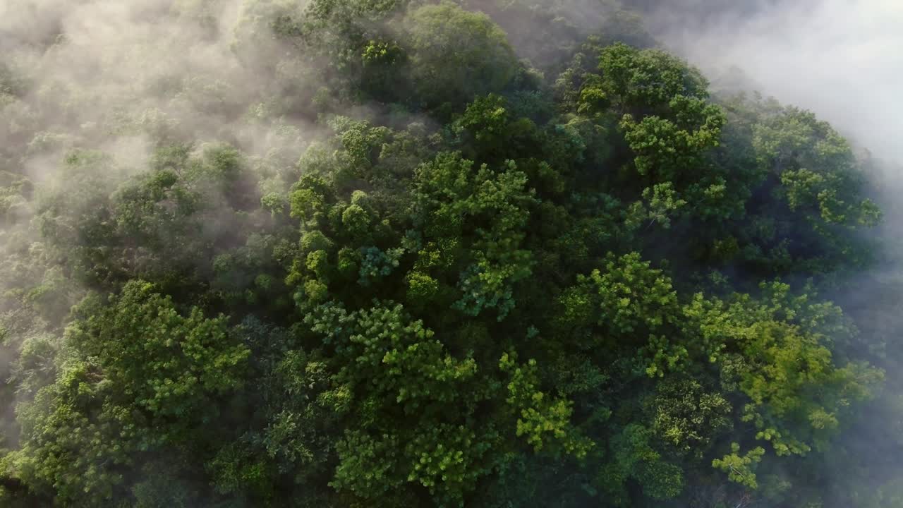 Great tropical dense rain forests of Costa Rica_drone shot