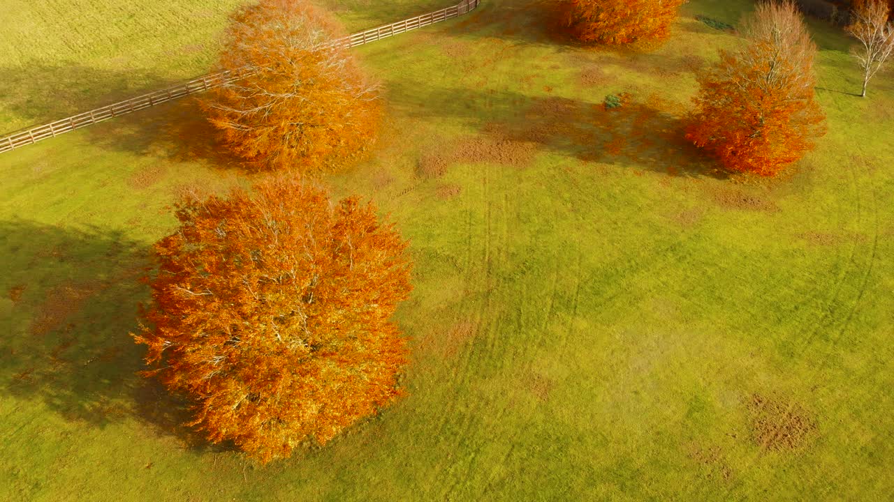 왼쪽에서 오른쪽으로 나무가 가을철을 나타내는 푸른 잔디에 노란 잎을 흘리며 영국 노퍽 테트포드에 있는 그 옆에 있는 농경지를 펜싱하고 있습니다.