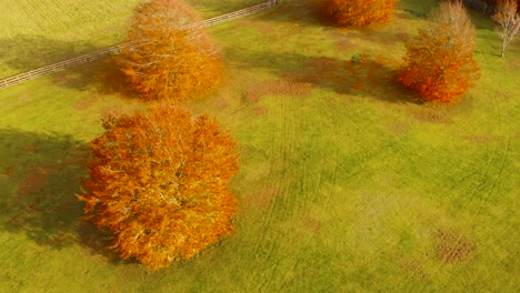 aerial view from left to right of trees shedding their yellow leaves on the green grass indicating autumn season with a fencing the agricultural field beside it in thetford,norfolk, uk