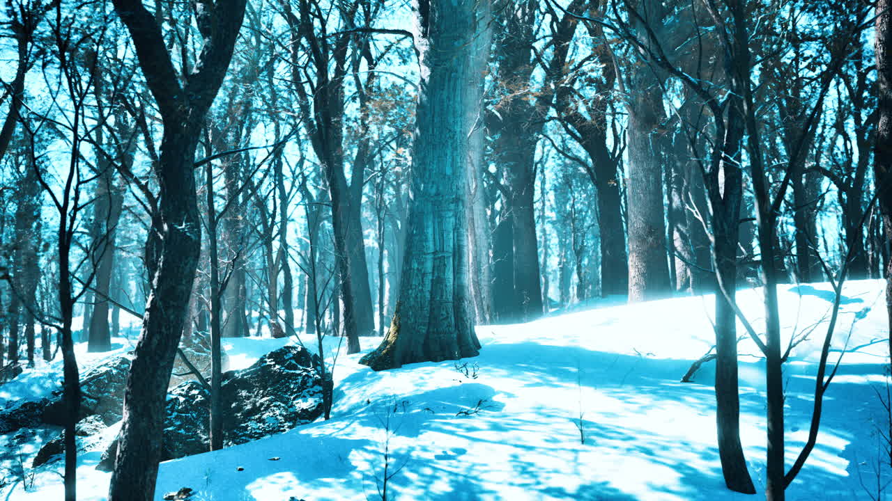 소나무 숲의 겨울 풍경 태양은 나무를 통해 빛납니다