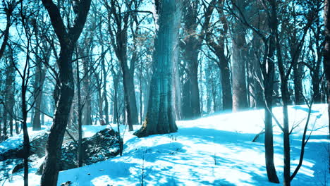 winter landscape in a pine forest the sun shines through the trees