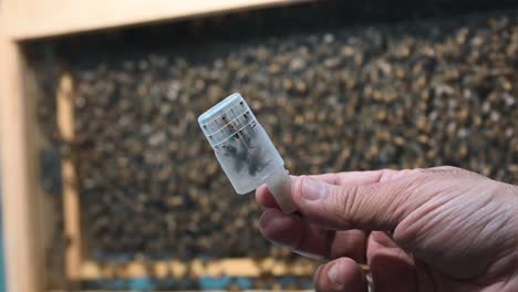 In-containers,-Middle-Eastern-bees-offered-for-sale-at-Dubai's-Honey-Festival