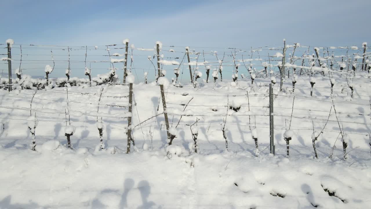 겨울 동안 독일 오펜부르크의 젤 바이어바흐에서 눈으로 덮인 포도원 격자