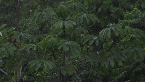 Starker-Regen-über-Cecropia-Baum-Im-Nebligen-Wald