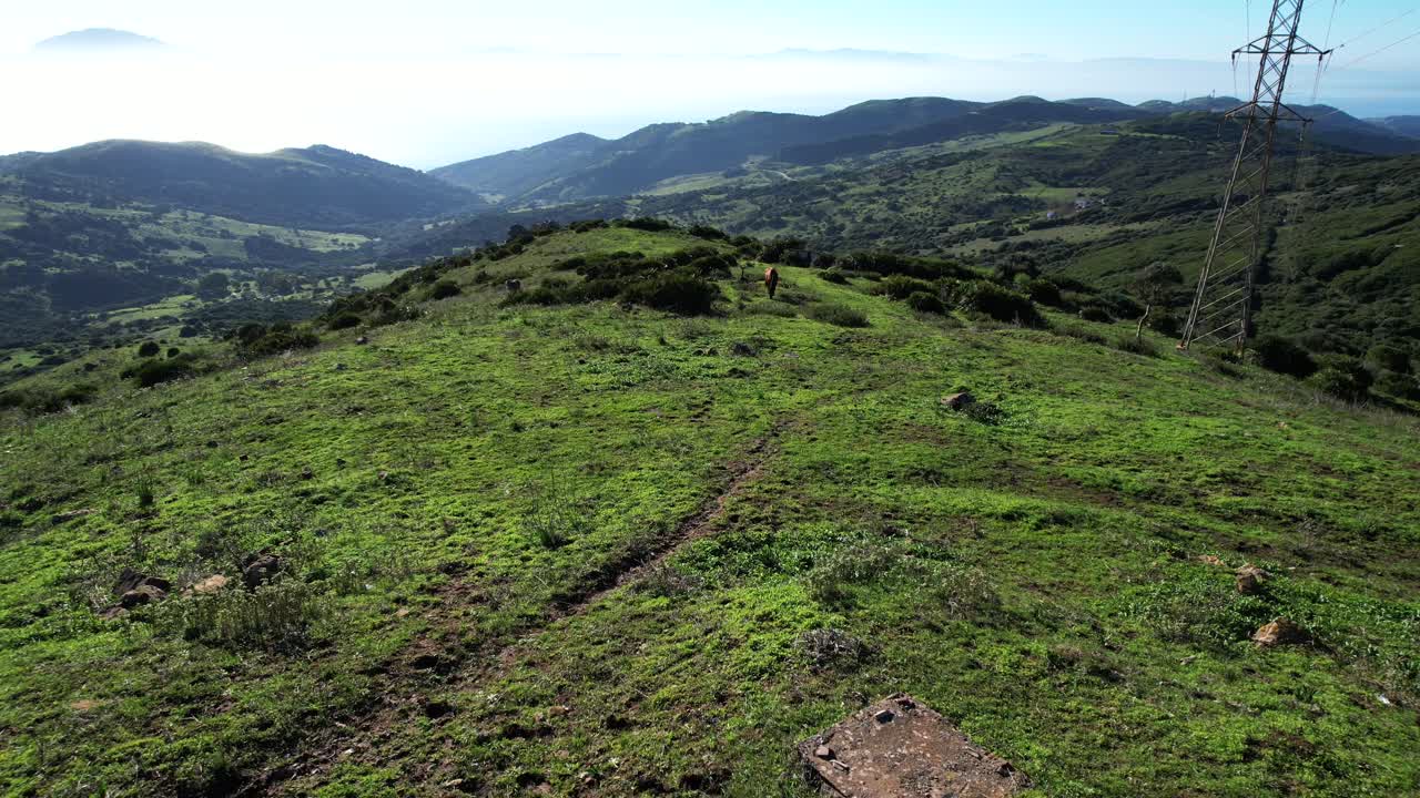 Cavalli pascolano in cima a una montagna che domina lo Stretto di Gibilterra.