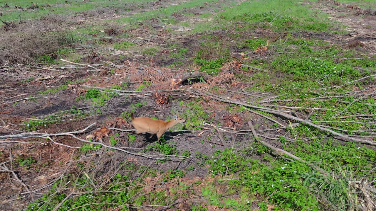 Small deer running across deforested land, navigating through cut branches and bushes, illustrating the severe impact of deforestation on wildlife in Misiones, Argentina
