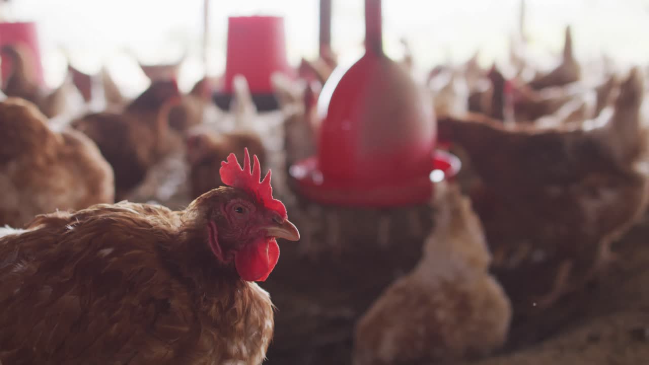 cerca de un rebaño de pollos en la granja