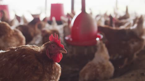 Close-up-of-a-flock-of-chickens-on-farm