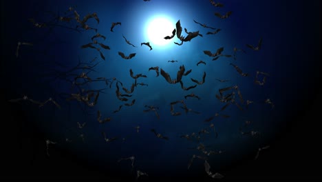 bats flying at night