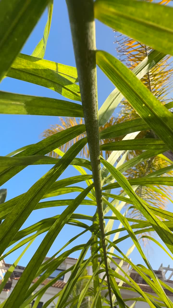 hojas de palmera y cielo azul