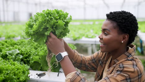 Woman,-lettuce-and-growth-in-greenhouse