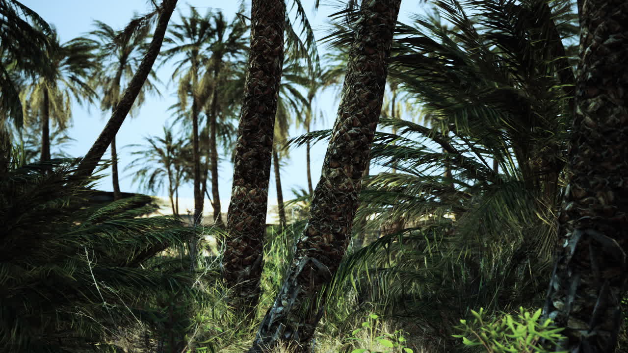 palmeras en el desierto