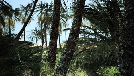 palm trees in the desert