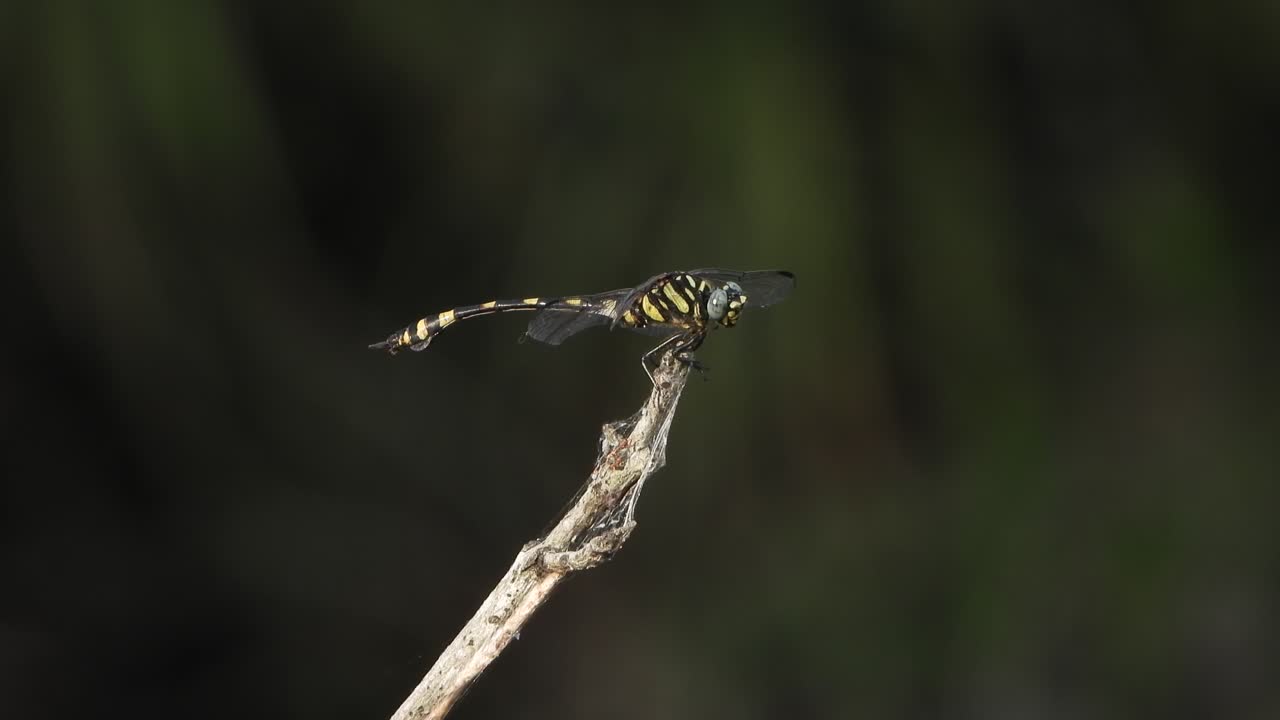 libélula en el área del estanque esperando la caza