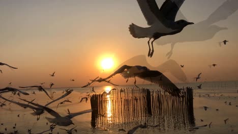 hundreds of seagull on a background sunset