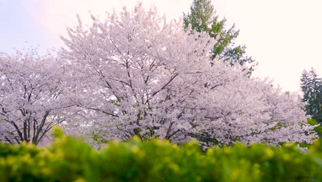 Wide-landscape-view-of-Japanese-cherry-blossom-trees-in-botanical-garden-with-green-hedge-in-the-foreground,-Toronto-Ontario