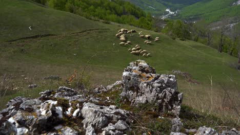 Fairytale-landscape-with-sheep-grazing-in-the-meadows-surrounded-by-rocks,-mountains-and-forest-in-Albania