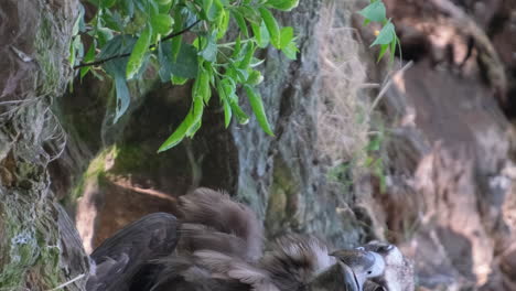 a wild bird of prey with brown feathers and a yell 4k 2025 07 22 09 32 35 utc.mov | alighting, animal, animal body part, animal world